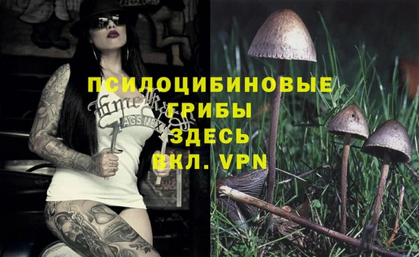 гашик Богданович